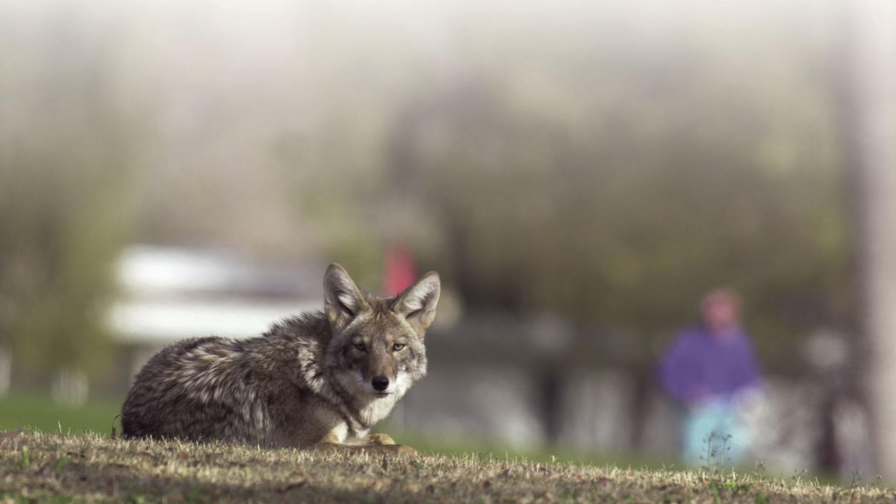 Coyote euthanized after biting Tucson woman